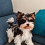 Verso participe au concours pour gagner de l'argent avec cette photo : dog, small_dog, fluffy, black_fur, white_fur, tan_fur, pet, indoor, couch, pillow, blanket, curious, looking_at_camera, fur, cute, animal, companion, domestic, friendly, young_dog