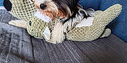 Verso participe au concours pour gagner de l'argent avec cette photo : animal, black_and_white, brown, companion, couch, cozy, cute, dog, domestic, ears, fur, home, indoor, pet, plush_toy, puppy, relaxed, small_dog, snout, toy