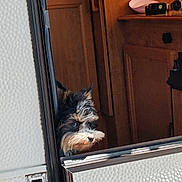 Verso participe au concours pour gagner de l'argent avec cette photo : dog, peeking, door, wooden, indoor, curious, fluffy, sunlight, texture, white_panel, pet, animal, small_dog, brown, black, face, fur, ears, looking, home