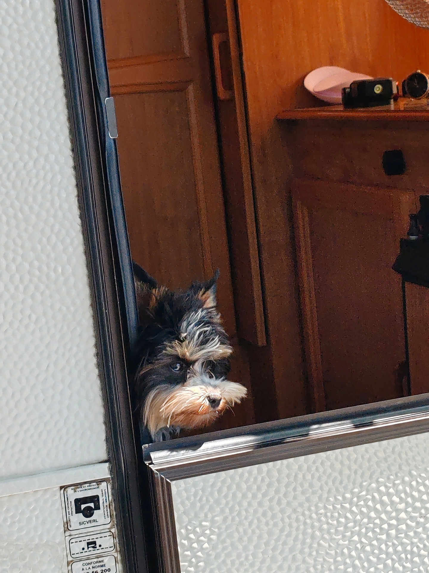 Verso participe au concours pour gagner de l'argent avec cette photo : dog, peeking, door, wooden, indoor, curious, fluffy, sunlight, texture, white_panel, pet, animal, small_dog, brown, black, face, fur, ears, looking, home