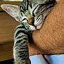 cat, kitten, sleeping, tabby, paw, fur, person, arm, resting, indoor, closeup, cute, pet, animal, domestic, cozy, relaxation, nap, soft, whiskers