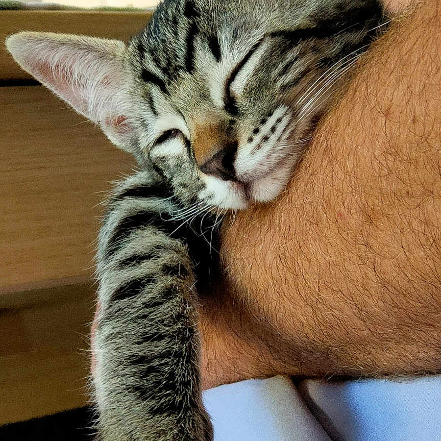 Zoi a rejoint le concours — aidez-le/la à gagner de superbes lots ! animal, arm, cat, closeup, cozy, cute, domestic, fur, indoor, kitten, nap, paw, person, pet, relaxation, resting, sleeping, soft, tabby, whiskers