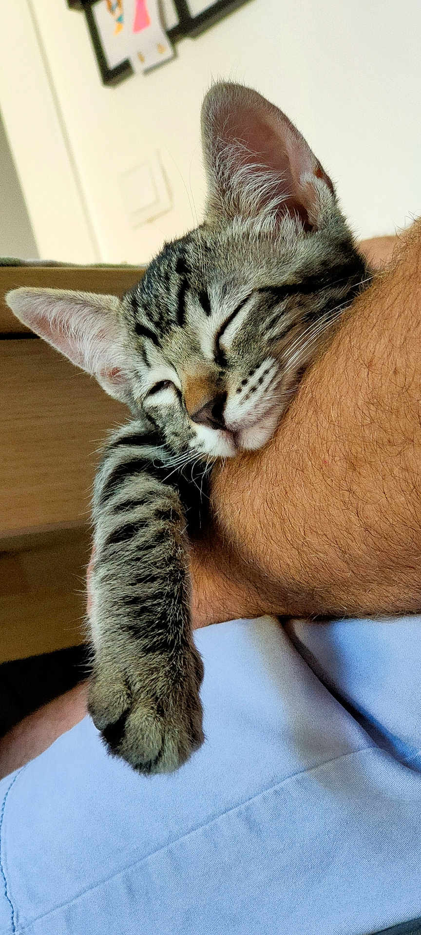 Zoi a rejoint le concours — aidez-le/la à gagner de superbes lots ! cat, kitten, sleeping, tabby, paw, fur, person, arm, resting, indoor, closeup, cute, pet, animal, domestic, cozy, relaxation, nap, soft, whiskers