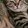 Zoi participe au concours pour gagner de l'argent avec cette photo : cat, tabby, close_up, feline, whiskers, ears, fur, relaxed, lying_down, animal, pet, indoor, couch, fabric, pattern, colorful, quilted, texture, face, muzzle