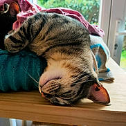 Zoi participe au concours pour gagner de l'argent avec cette photo : cat, tabby_cat, sleeping, indoors, wooden_surface, blanket, window, natural_light, fur, pet, relaxed, cozy, whiskers, ear, nose, resting, furniture, home, daylight, animal