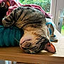 cat, tabby_cat, sleeping, indoors, wooden_surface, blanket, window, natural_light, fur, pet, relaxed, cozy, whiskers, ear, nose, resting, furniture, home, daylight, animal