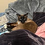 cat, siamese_cat, pet, animal, feline, bed, blanket, cozy, indoor, resting, fur, whiskers, soft_texture, relaxed, brown, black, white, pink_blanket, gray_blanket, comfort