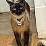 cat, siamese_cat, indoor, floor, wooden_floor, pet, animal, white_paws, blue_eyes, collar, tag, curious, standing, feline, domestic_cat, household, cozy, cat_bed, fur, whiskers
