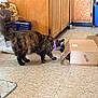 Bubbles is registered to the contest to win money with this photo: cat, tortoiseshell, cardboard_box, kitchen, floor, curiosity, tail_up, collar, person, boots, sweatpants, wood_cabinet, plastic_bag, trash_bin, tile_floor, indoor, pet, animal, home, investigation