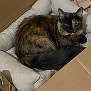 Bubbles joined the competition — help win amazing prizes! cat, tortoiseshell, pet_bed, cardboard, crumpled_paper, fluffy, relaxed, indoor, feline, fur, tail, resting, animal, cozy, soft, comfort, domestic, cute, sleepy, eyes