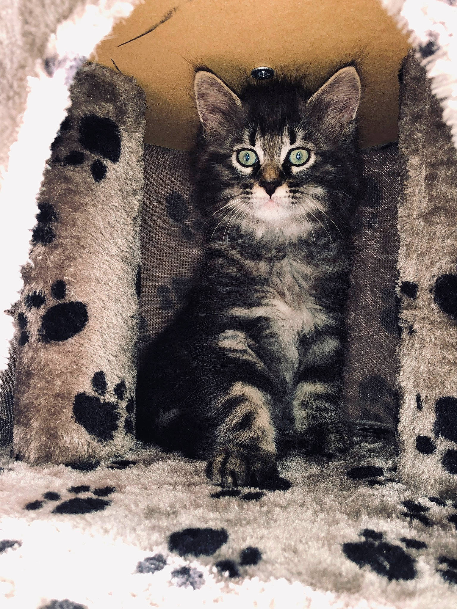 Kawa a rejoint le concours — aidez-le/la à gagner de superbes lots ! american_shorthair, asian, black_and_white, black_cat, carnivore, cat, domestic_short_haired_cat, dragon_li, egyptian_mau, european_shorthair, felidae, kitten, paw, polydactyl_cat, small_to_medium_sized_cats, snout, tabby_cat, whiskers