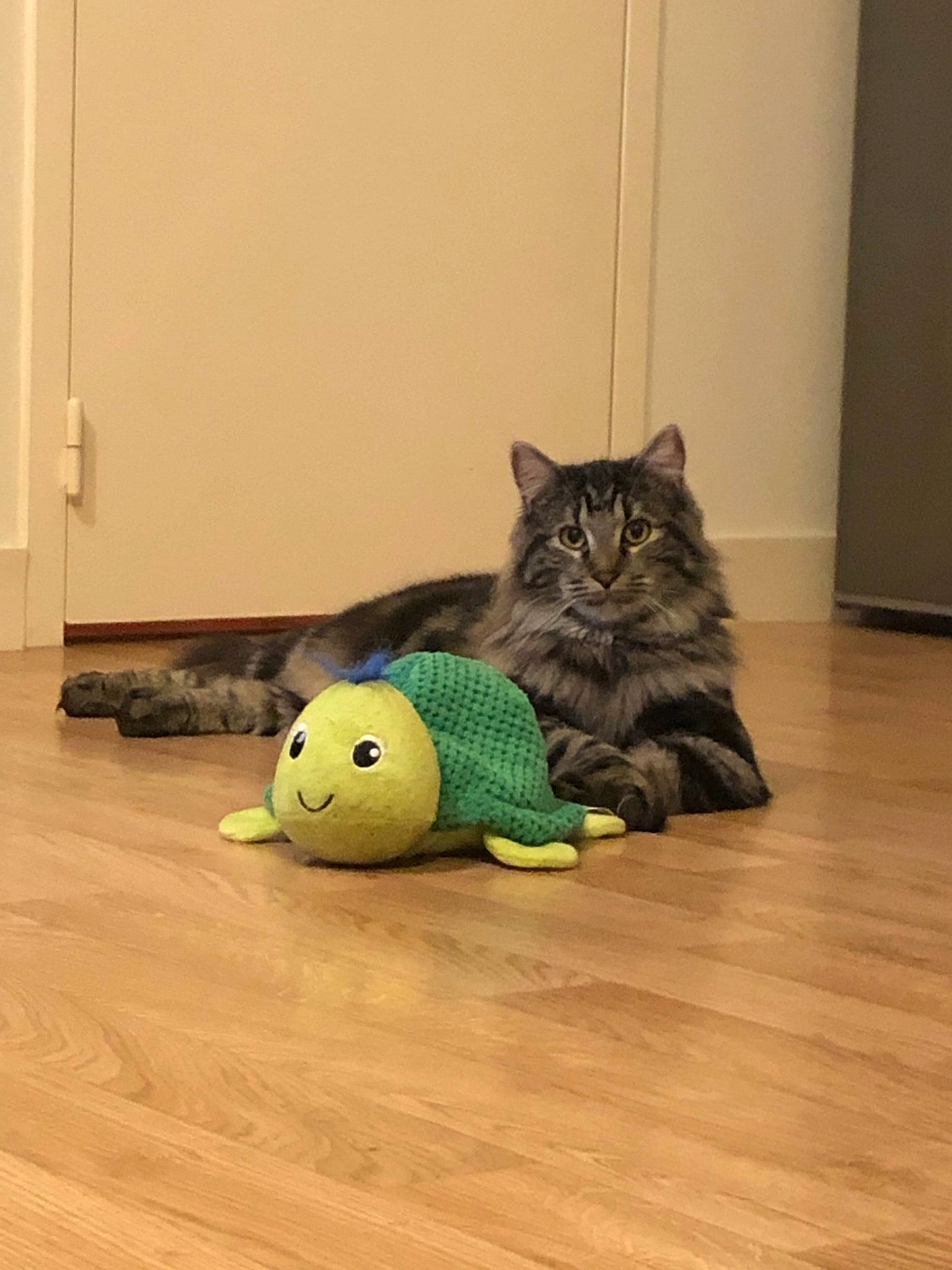 Kawa a rejoint le concours — aidez-le/la à gagner de superbes lots ! american_shorthair, asian, ball, carnivore, cat, domestic_short_haired_cat, european_shorthair, felidae, floor, flooring, fur, hardwood, kitten, laminate_flooring, maine_coon, pixie_bob, small_to_medium_sized_cats, whiskers, wood, wood_flooring