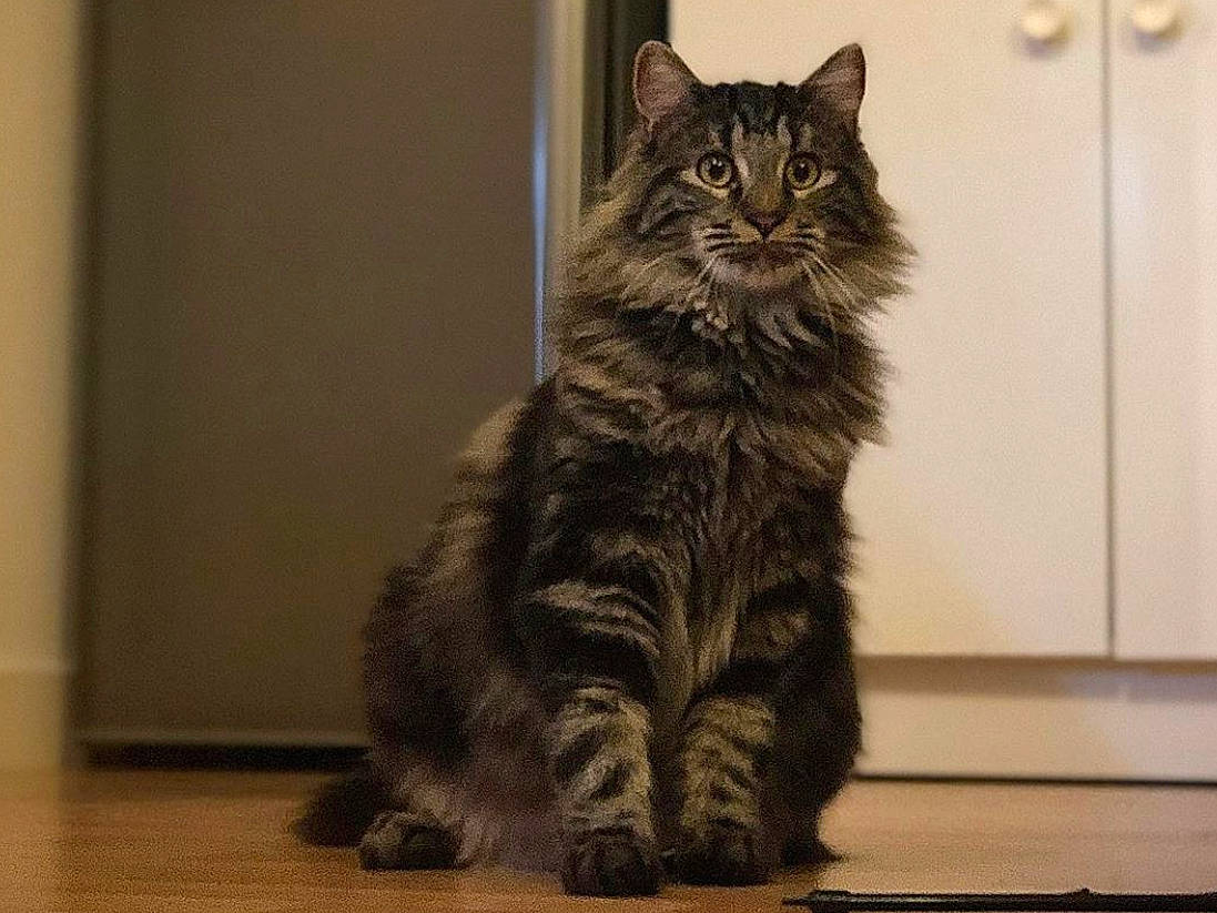 Kawa a rejoint le concours — aidez-le/la à gagner de superbes lots ! asian, asian_semi_longhair, british_semi_longhair, carnivore, cat, domestic_long_haired_cat, domestic_short_haired_cat, dragon_li, european_shorthair, felidae, fur, maine_coon, mammal, norwegian_forest_cat, siberian, small_to_medium_sized_cats, snout, tabby_cat, vertebrate, whiskers