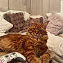 cat, ginger_cat, maine_coon, long_hair, feline, pet, whiskers, paws, bed, pillows, blanket, wooden_table, gaming_controller, cozy, indoor, relaxed, portrait, fur, ears, home_decor