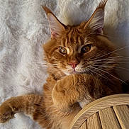 Milo a rejoint le concours — aidez-le/la à gagner de superbes lots ! cat, orange_cat, ginger_cat, tabby, pet, feline, fur, whiskers, paws, ears, portrait, indoor, blanket, soft_texture, cozy, wooden_furniture, close_up, relaxed, bedding, eyes