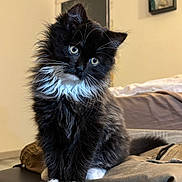 Nini a rejoint le concours — aidez-le/la à gagner de superbes lots ! cat, kitten, tuxedo_cat, fluffy_fur, white_paws, white_chest, whiskers, yellow_eyes, curious, tilted_head, pet, indoor, bedroom, bench, furniture, shelf, close_up, portrait, domestic_animal, cozy