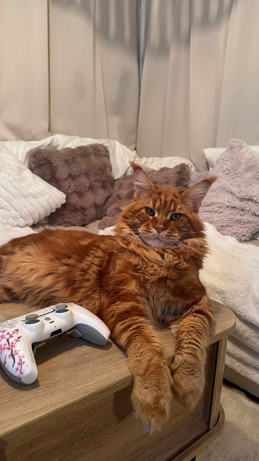 Mylo participe au concours pour gagner de l'argent avec cette photo : cat, ginger_cat, maine_coon, feline, pet, fur, whiskers, ears, paws, bedroom, pillows, blanket, curtains, gaming_controller, controller, wooden_table, relaxed, portrait, indoor, cozy