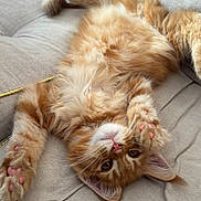 Mylo participe au concours pour gagner de l'argent avec cette photo : cat, kitten, orange_tabby, fluffy, pink_paws, paw, whiskers, amber_eyes, sofa, cushion, fabric, living_room, indoor, pet, domestic_animal, relaxed, lying_on_back, close_up, cozy, playful