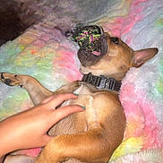 Diesel is registered to the contest to win money with this photo: animal, bite, blanket, canine, collar, colorful, cozy, cute, dog, fur, hand, indoor, lying_down, paw, pet, petting, playful, relaxed, snout, toy