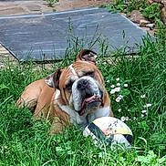 Petit Ben participe au concours pour gagner de l'argent avec cette photo : bulldog, dog, grass, greenery, flowers, soccer_ball, outdoor, pet, animal, nature, summer, playful, cute, canine, resting, garden, leaf, plant, sunlight, fun