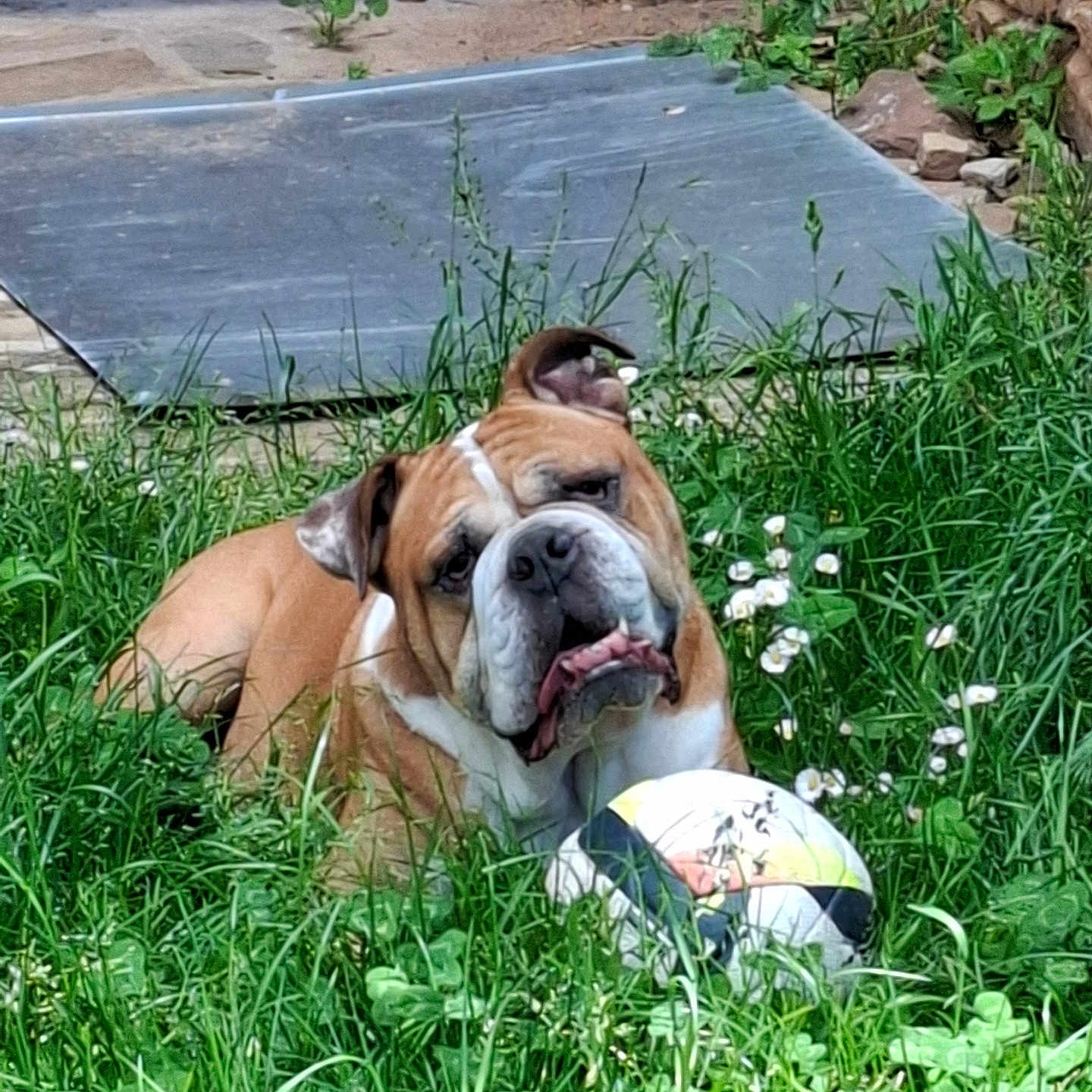 Petit Ben participe au concours pour gagner de l'argent avec cette photo : animal, bulldog, canine, cute, dog, flowers, fun, garden, grass, greenery, leaf, nature, outdoor, pet, plant, playful, resting, soccer_ball, summer, sunlight