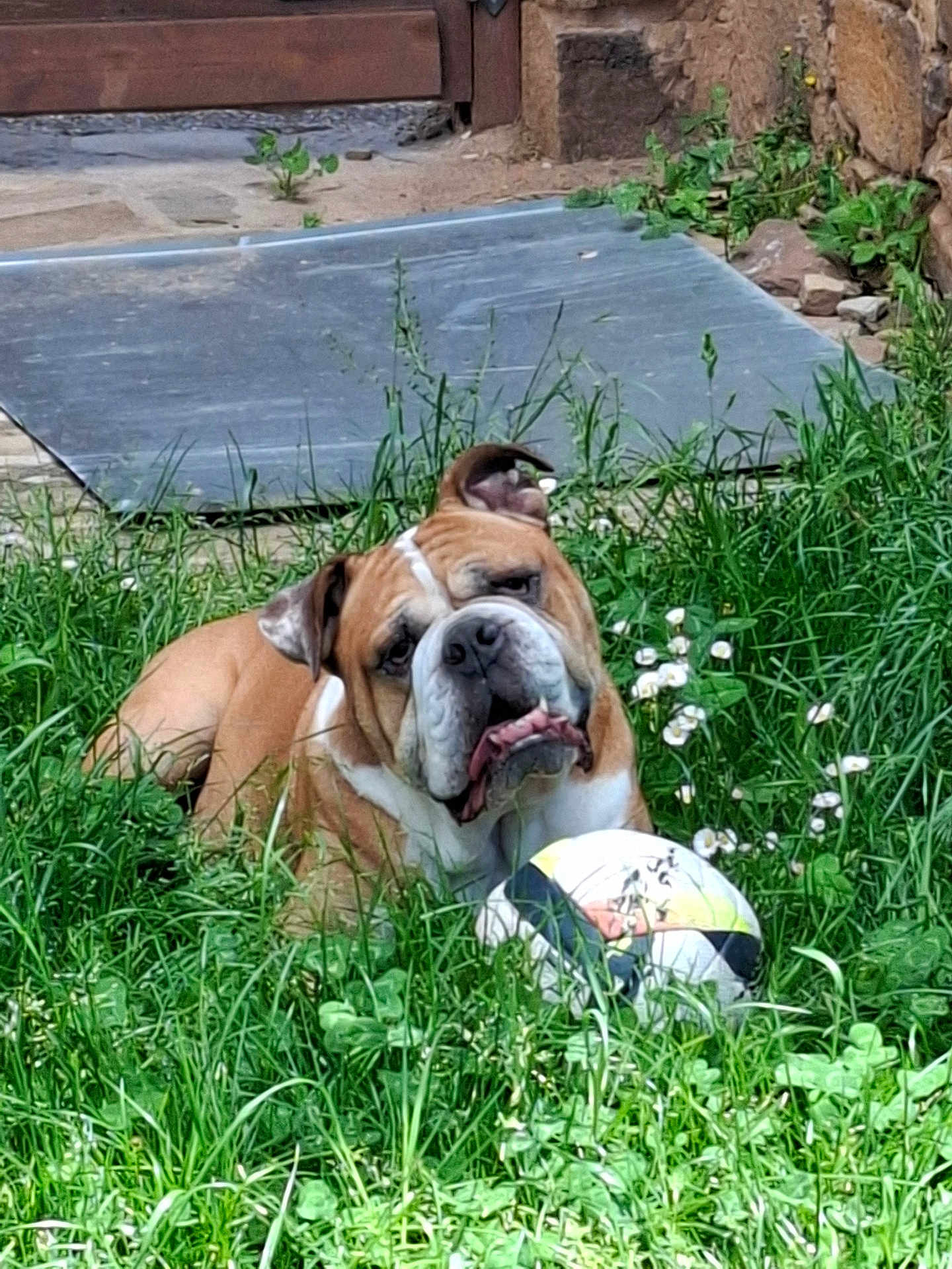 Petit Ben participe au concours pour gagner de l'argent avec cette photo : bulldog, dog, grass, greenery, flowers, soccer_ball, outdoor, pet, animal, nature, summer, playful, cute, canine, resting, garden, leaf, plant, sunlight, fun