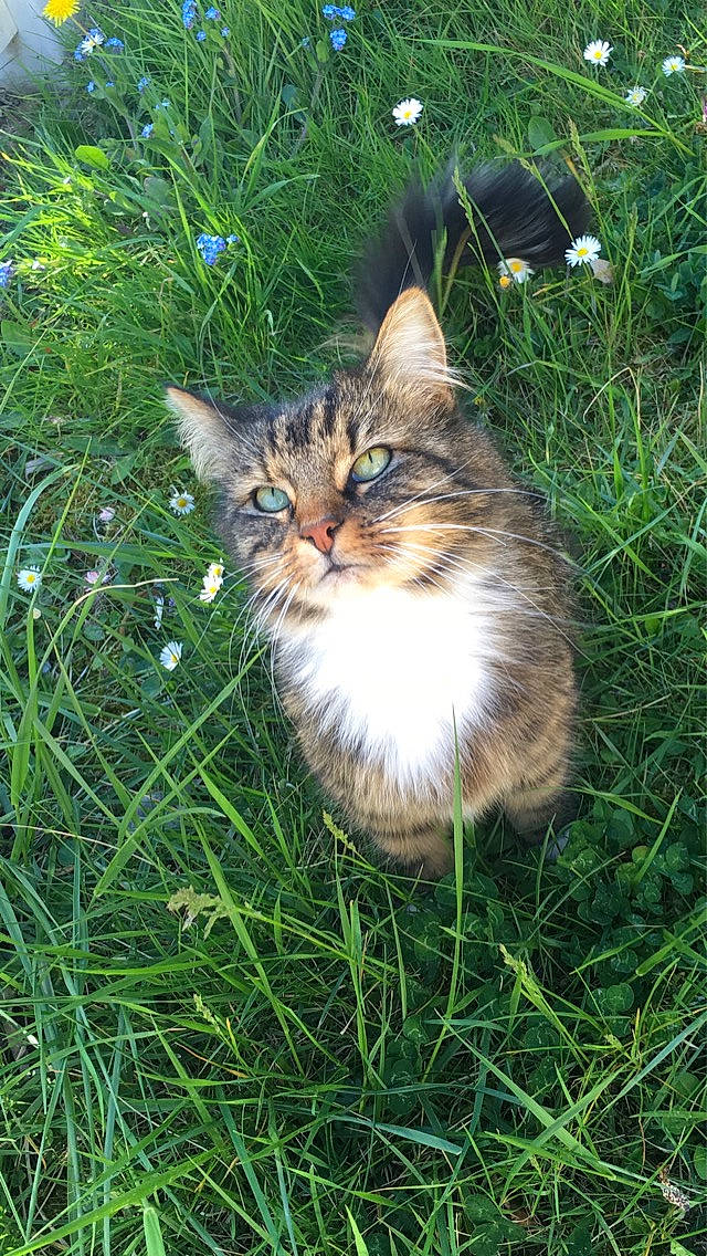 Nalia a rejoint le concours — aidez-le/la à gagner de superbes lots ! asian_semi_longhair, carnivore, cat, cymric, domestic_long_haired_cat, domestic_short_haired_cat, european_shorthair, felidae, grass, maine_coon, mammal, norwegian_forest_cat, plant, siberian, small_to_medium_sized_cats, whiskers, wild_cat