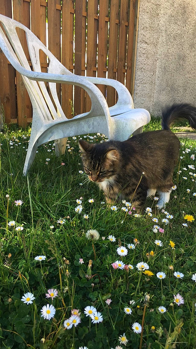 Nalia participe au concours pour gagner de l'argent avec cette photo : backyard, carnivore, cat, domestic_short_haired_cat, european_shorthair, fawn, felidae, flower, garden, grass, grass_family, herbaceous_plant, lawn, meadow, plant, small_to_medium_sized_cats, spring, whiskers, wildflower, yard