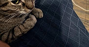 Tink is registered to the contest to win money with this photo: cat, tabby_cat, pet, animal, feline, whiskers, yellow_eyes, striped_fur, closeup, portrait, sitting, paws, lap, blue_pants, indoor, wood_floor, toy_cars, charging_cable, home, cozy
