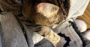 Tink is registered to the contest to win money with this photo: bedding, blanket, brown_fur, cat, closeup, collar, cozy, curious, ear, feline, fur, gray_fabric, home, indoor, paw, pet, portrait, relaxed, tabby_cat, whiskers