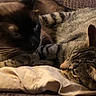 Tink is registered to the contest to win money with this photo: animal, black_cat, blanket, cats, closeup, couch, cozy, cuddling, ears, feline, fur, indoor, nap, pets, relaxed, sleeping, striped_fur, tabby_cat, two_cats, whiskers