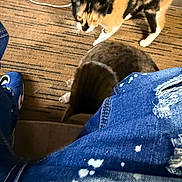 Tink joined the competition — help win amazing prizes! animal, black_cat, blue_jeans, calico_cat, carpet, cats, curious, feline, floor, home, indoor, legs, overhead_view, pet, photography, shoes, sitting, standing, two_cats, white_cat