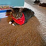 animal, box, brown_carpet, carpet, carpeted_floor, cat, domestic, door, feline, floor, household, indoor, lying_down, pet, red_bandana, resting, shoes, tabby_cat, toy_story, wall