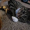 animal, carpet, cat, closeup, curious, cute, domestic_cat, fur, fuzzy_toy, indoor, laying_down, mammal, paws, pet, playful, relaxed, striped, tabby_cat, toy, whiskers