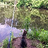 animal, calm, cat, fishing_rod, grass, greenery, lake, nature, outdoor, pets, plants, pond, reflection, relaxation, sitting, soil, tabby_cat, trees, water, wildlife