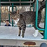 animal, autumn, boy, cat, child, curious, daylight, metal, nature, outdoor, park, pet, platform, play_structure, playground, rust, smiling, tabby_cat, trees, white_paws