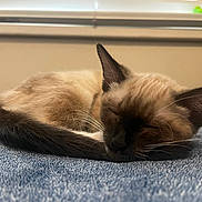 Smarshmello joined the competition — help win amazing prizes! cat, siamese, sleeping, curled_up, fur, whiskers, ears, tail, blanket, blue, indoor, window, blinds, resting, closeup, pet, animal, cozy, relaxed, quiet