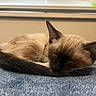 cat, siamese, sleeping, curled_up, fur, whiskers, ears, tail, blanket, blue, indoor, window, blinds, resting, closeup, pet, animal, cozy, relaxed, quiet
