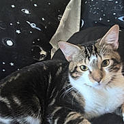 Dude joined the competition — help win amazing prizes! cat, tabby_cat, pet, indoor, bed, pillow, cosmic_pattern, black_and_white, fur, whiskers, ears, eyes, relaxed, domestic_animal, resting, closeup, feline, striped, cute, cozy