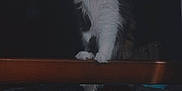 Panga joined the competition — help win amazing prizes! animal, bed_frame, bedding, black_and_white, blanket, cat, cozy, curious, dark_background, domestic, feline, fluffy, fur, indoor, looking_up, paw, pet, sitting, whiskers, wood