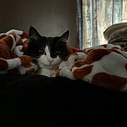 Panga is registered to the contest to win money with this photo: animal, bedroom, black_and_white, blanket, cat, comfort, cozy, curious, cute, domestic, feline, fur, indoor, pet, relaxed, resting, sleepy, soft_light, warm, window