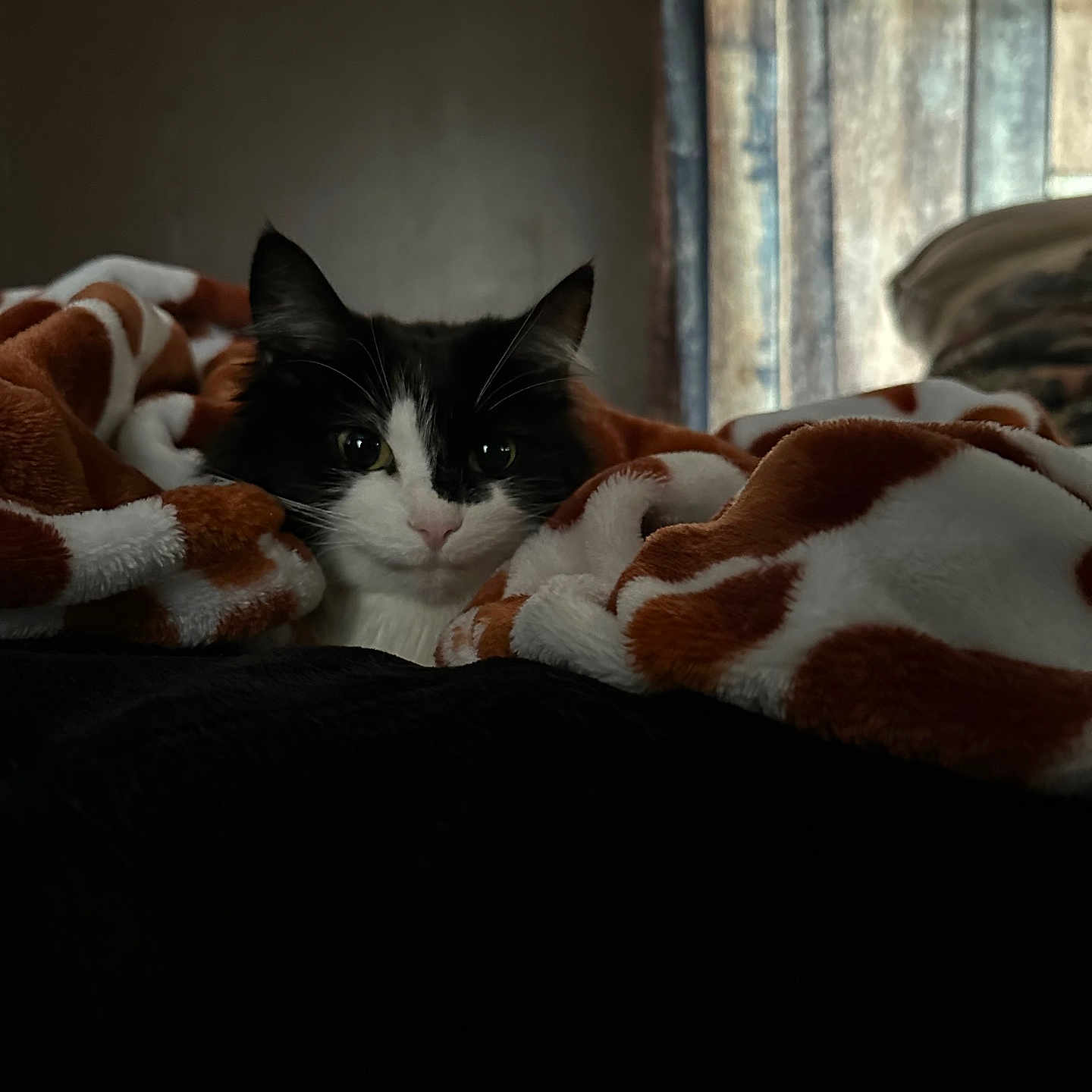 Panga is registered to the contest to win money with this photo: animal, bedroom, black_and_white, blanket, cat, comfort, cozy, curious, cute, domestic, feline, fur, indoor, pet, relaxed, resting, sleepy, soft_light, warm, window