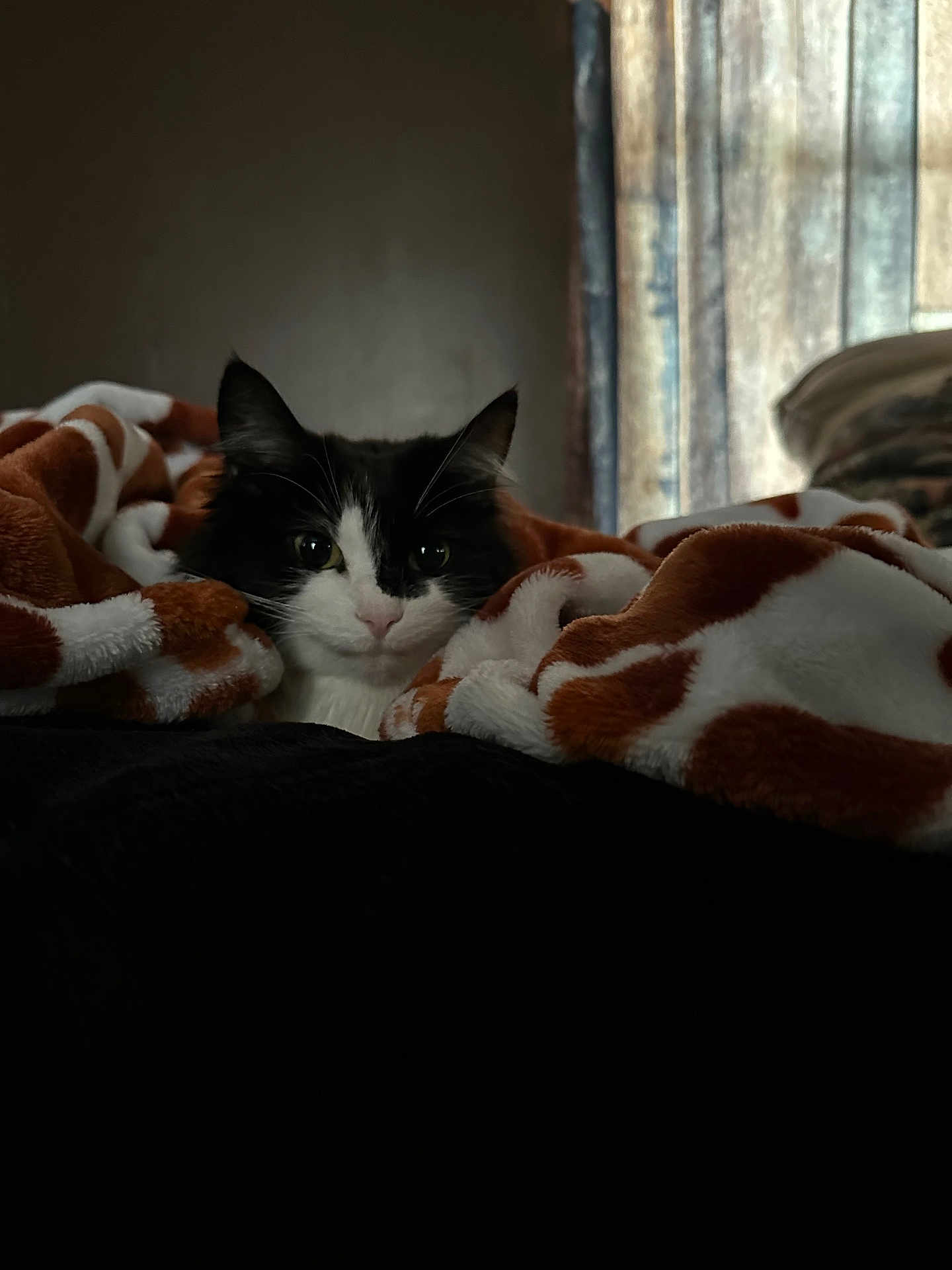 Panga is registered to the contest to win money with this photo: animal, bedroom, black_and_white, blanket, cat, comfort, cozy, curious, cute, domestic, feline, fur, indoor, pet, relaxed, resting, sleepy, soft_light, warm, window