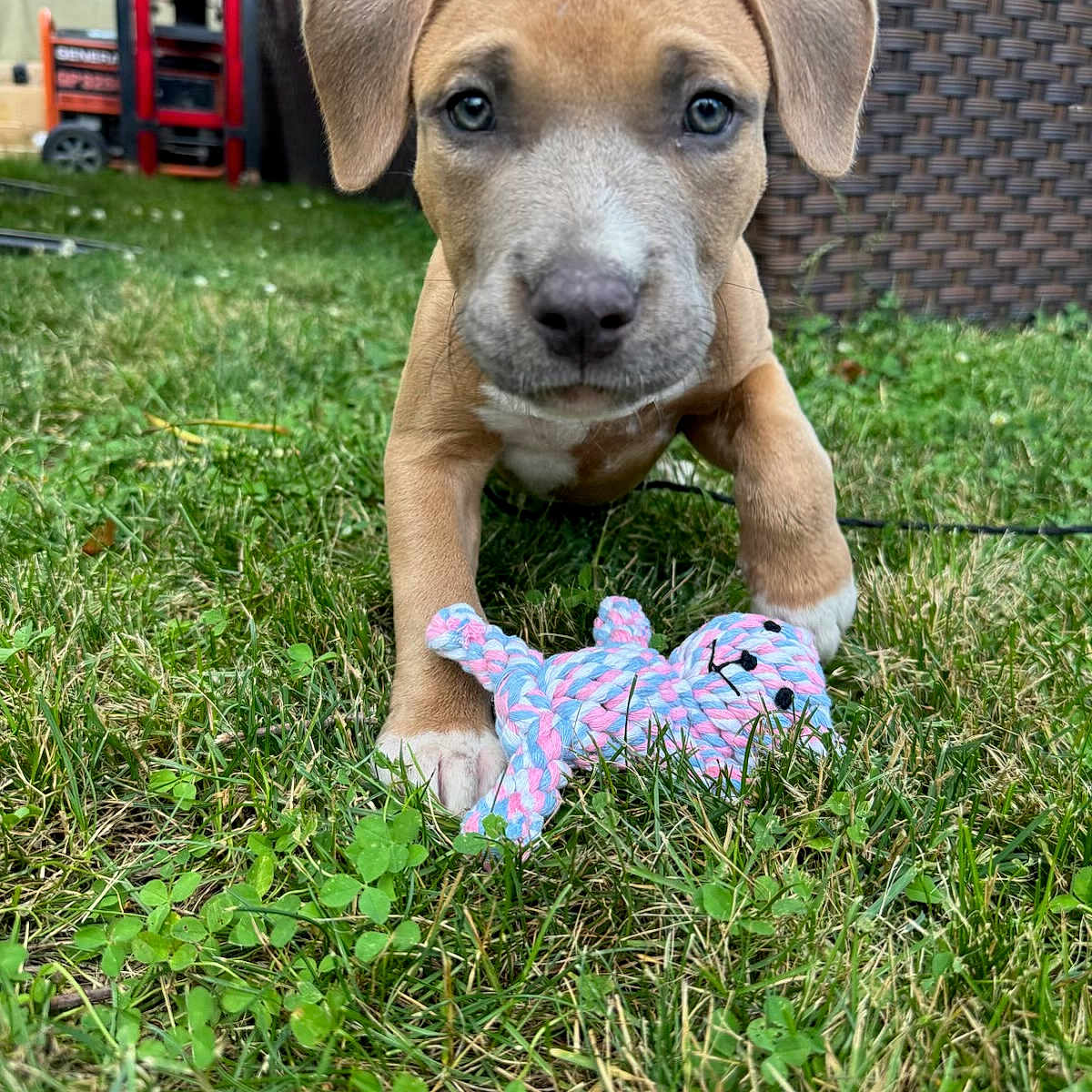 Nova is registered to the contest to win money with this photo: animal, backyard, brown, close_up, curious, cute, dog, ears, fence, front_view, grass, nose, outdoor, pet, playful, puppy, rope_toy, toy, white_paws, young_dog