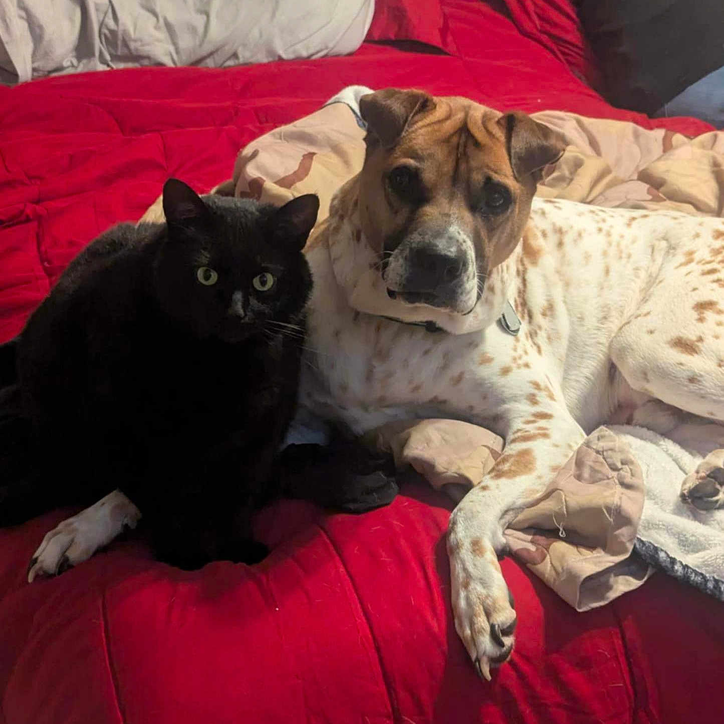 Reiner is registered to the contest to win money with this photo: animal, bed, black_cat, blanket, canine, collar, companions, cozy, curious, domestic, ears, feline, fur, indoor, paws, pet, red_bedspread, resting, spotted_dog, whiskers