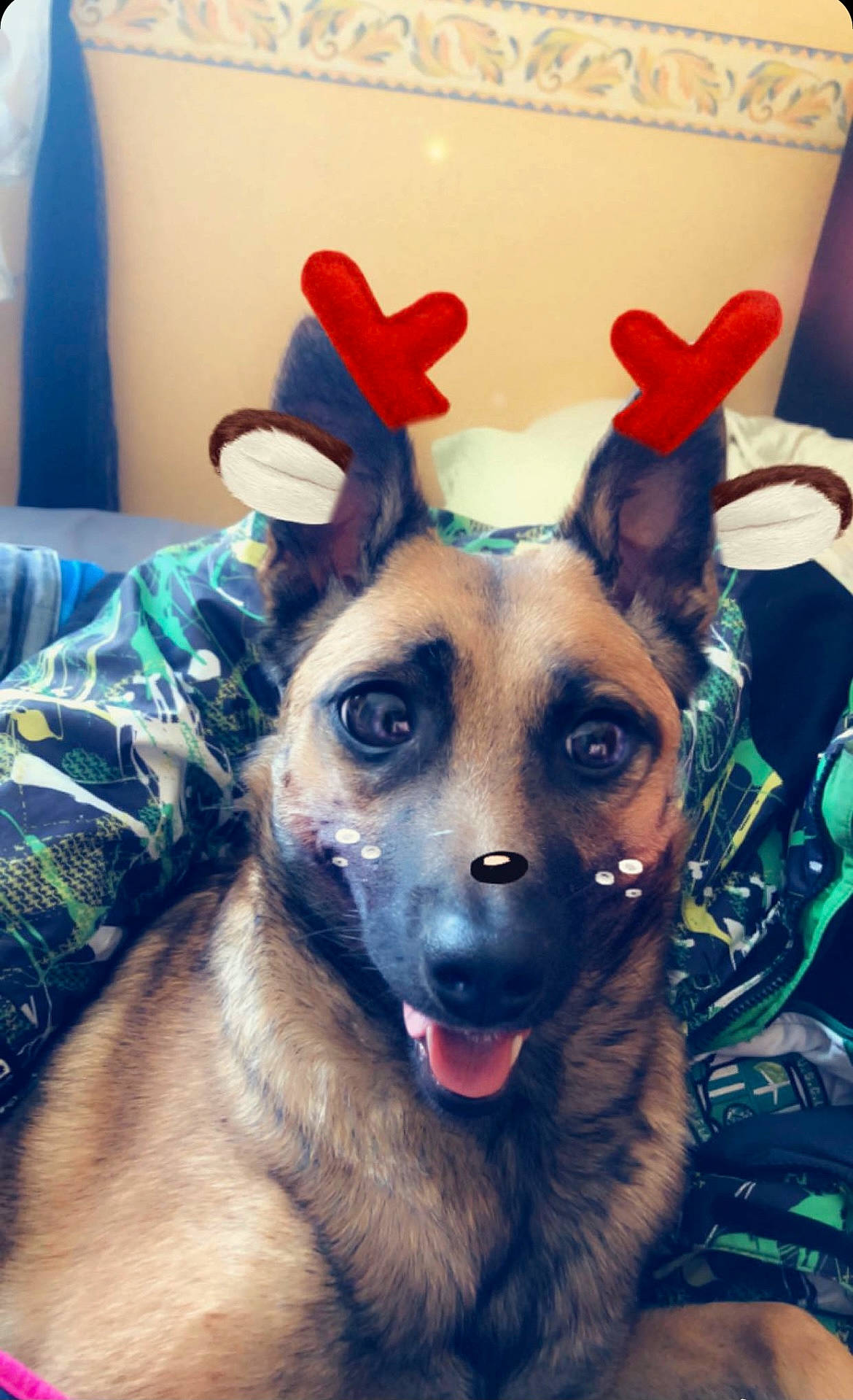 Meika participe au concours pour gagner de l'argent avec cette photo : belgian_shepherd_malinois, canidae, carnivore, christmas, costume, dog, dog_breed, ear, fawn, fur, german_shepherd_dog, head, mammal, nose, selfie, snout, working_dog