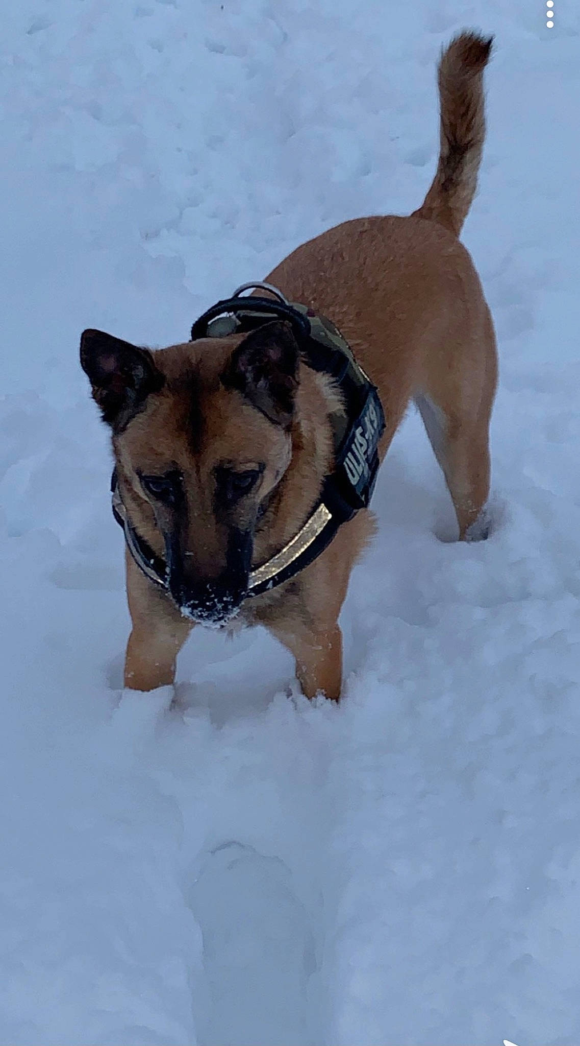 Meika participe au concours pour gagner de l'argent avec cette photo : canidae, carnivore, dog, dog_breed, fawn, mammal, rare_breed_dog, snout, snow, vertebrate, winter