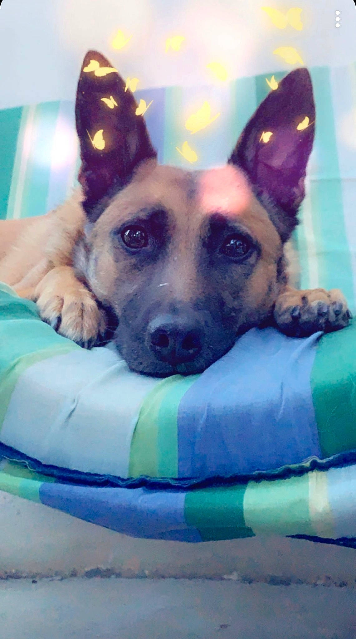 Meika participe au concours pour gagner de l'argent avec cette photo : australian_cattle_dog, canidae, carnivore, carolina_dog, dog, dog_breed, fawn, mammal, snout, vertebrate