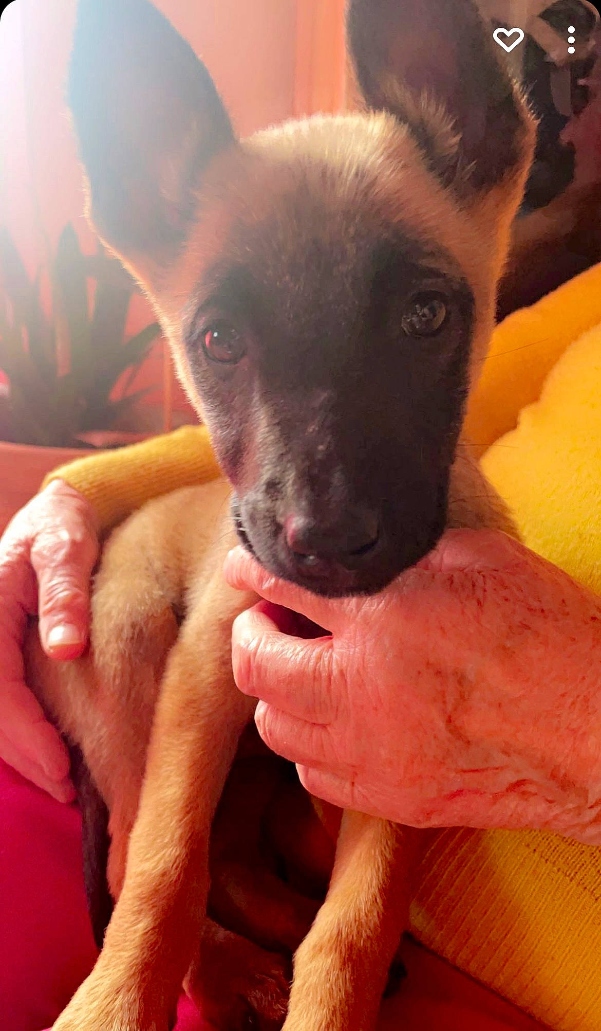 Talia participe au concours pour gagner de l'argent avec cette photo : carnivore, chihuahua, comfort, companion_dog, dog, dog_breed, ear, fawn, finger, fur, gesture, hand, nail, paw, russkiy_toy, snout, sporting_group, toy_dog, whiskers, working_animal