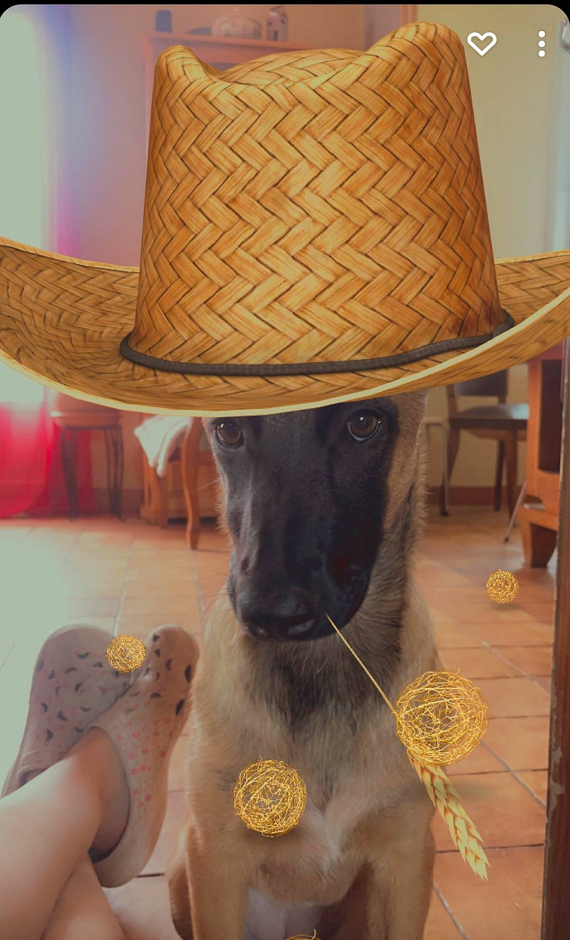 Talia a rejoint le concours — aidez-le/la à gagner de superbes lots ! beauty, comfort, companion_dog, costume_hat, cowboy_hat, fashion_accessory, fawn, fedora, flooring, hat, headgear, lampshade, light, sombrero, sun_hat, table, whiskers, wood, working_animal, yellow